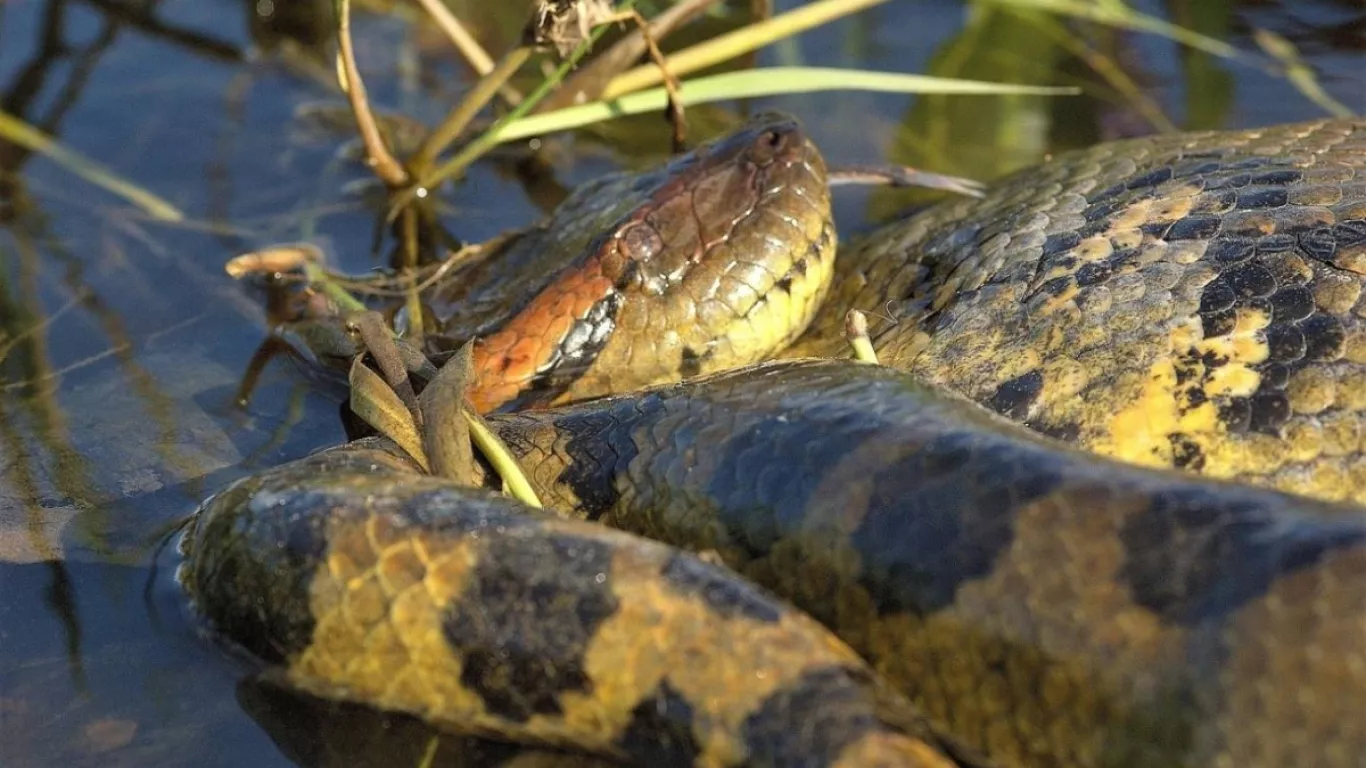 La anaconda mide 6,3 metros y pesa más de 200 kilos