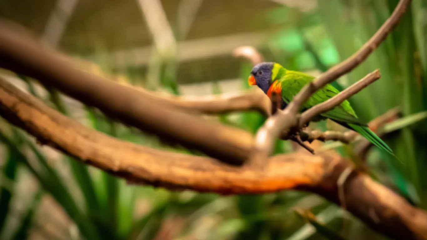 Semana de Biodiversidad 2025