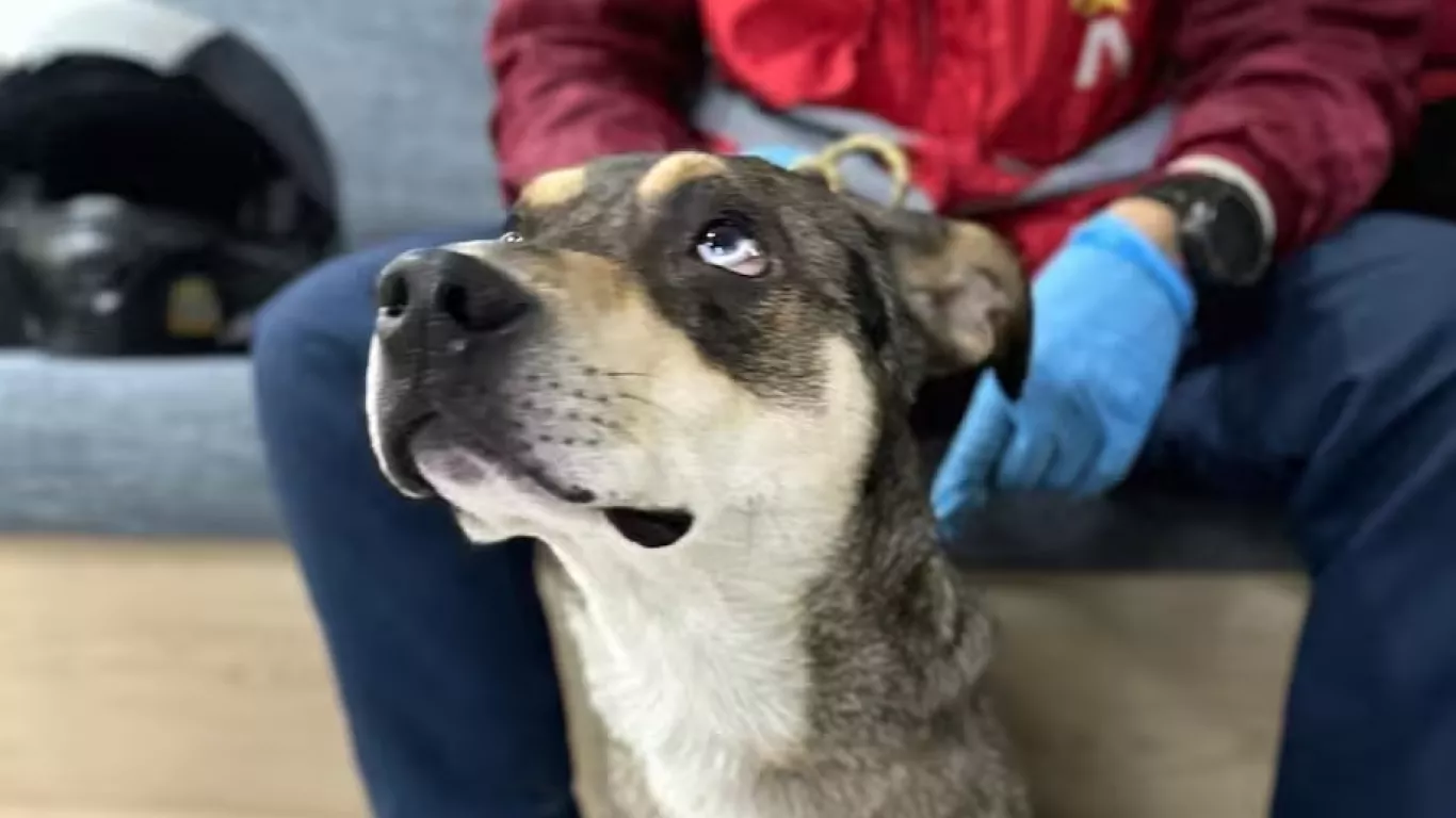 perro rescatado en transmilenio