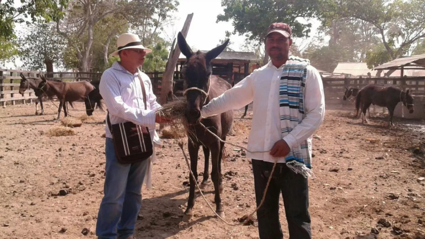 Mulas como mecanismo de protección