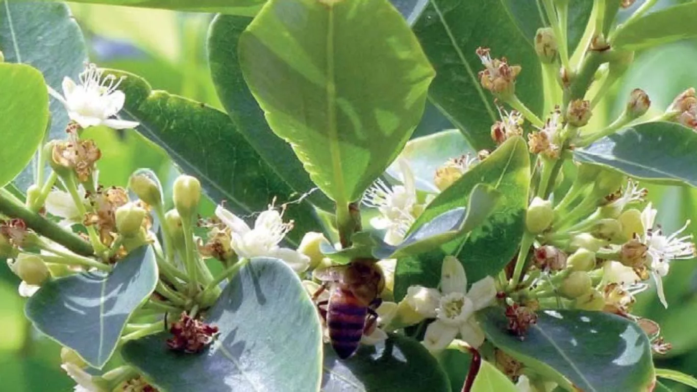 Hectáreas sembradas de coca en Colombia
