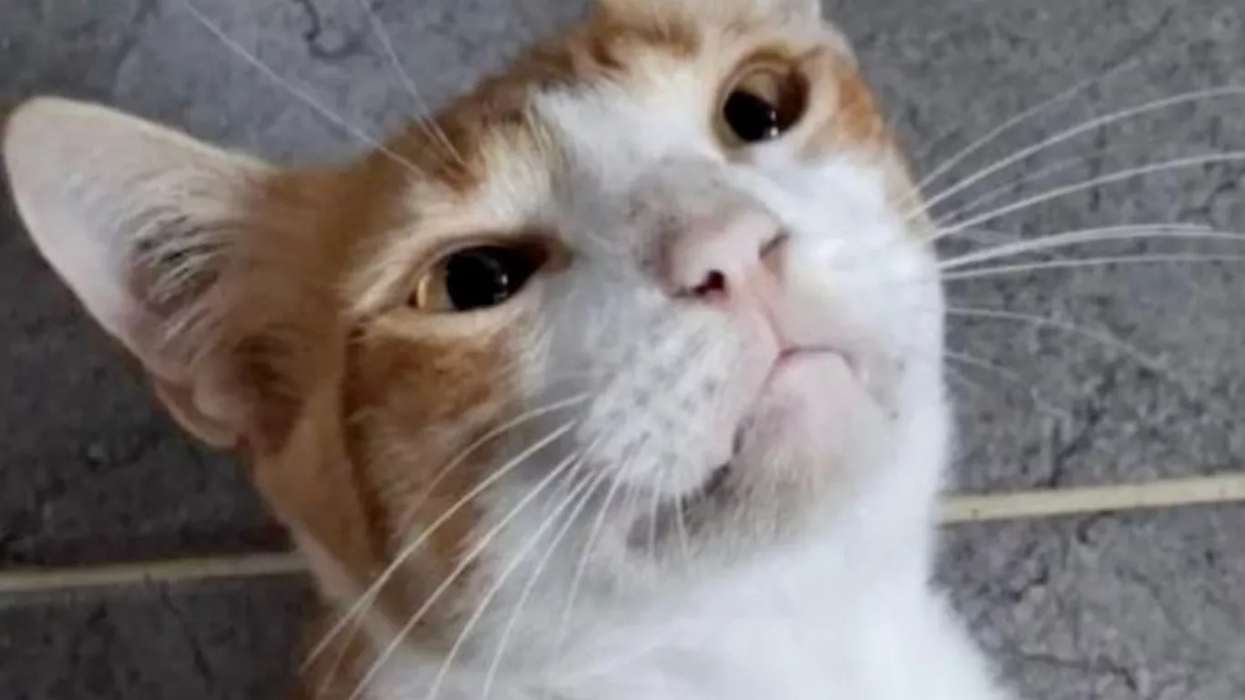 judicializados por crueldad animal en tres departamentos