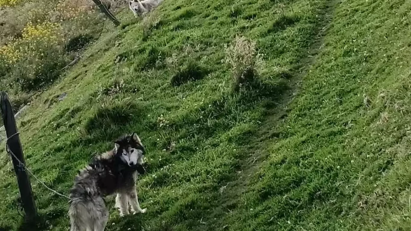 clausuraron criadero ilegal de perros en Ciudad Bolívar