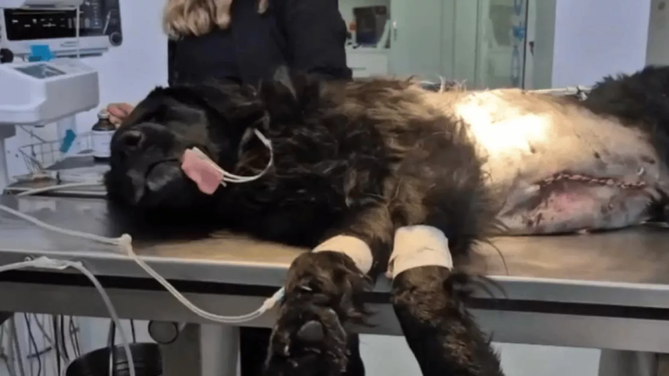 Perro baleado boyacá