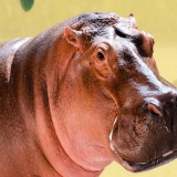 Vanessa, la hipopótamo