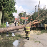 árbol en bogotá